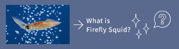 What is Firefly Squid?